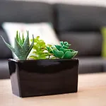 Casa Cactus *