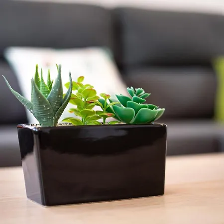 Casa Cactus 安提瓜